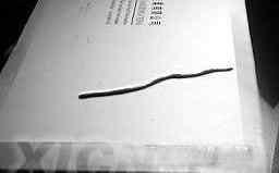 世上最小的动物大全