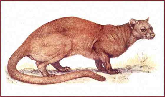 雌雄难辨 怪兽隐肛狸 Cryptoprocta ferox