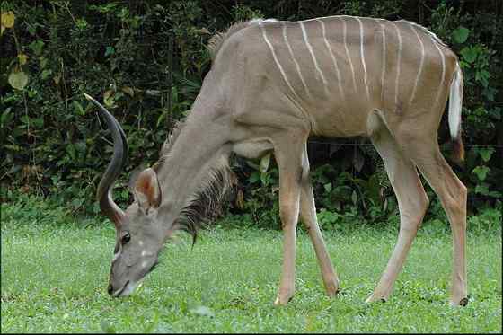 大型羚羊  扭角林羚 Tragelaphus strepsiceros