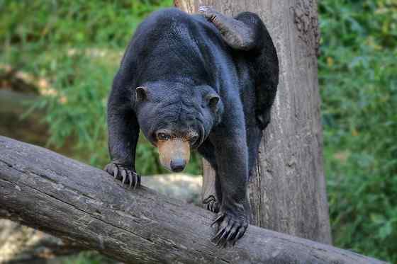 身材娇小的马来熊