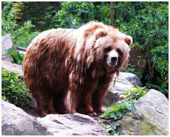 世界上体型最大的陆生猛兽  科迪亚克棕熊