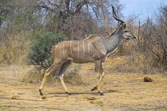 大型羚羊  扭角林羚 Tragelaphus strepsiceros