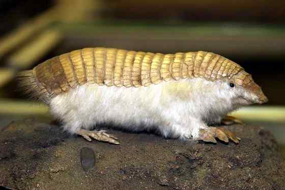 体型最小的犰狳--阿根廷的倭犰狳