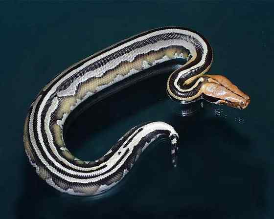 小型蛇  血蟒、侏蟒（Short python）