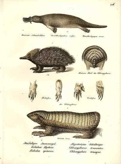 体型最小的犰狳  阿根廷的倭犰狳