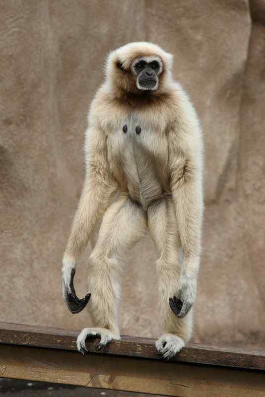 稀有的白掌长臂猿 Hylobates lar