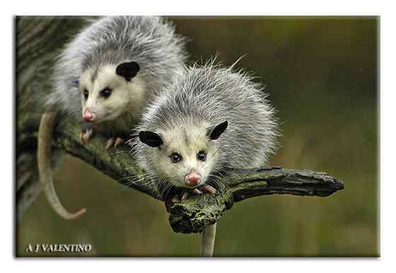 北美洲唯一的一种有袋动物  负鼠 会装死 会疾停