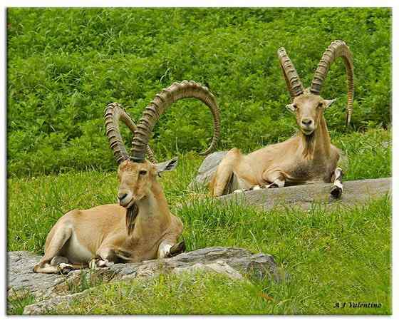 英俊的大角羊  云山羊