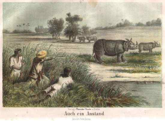 神秘的犀牛  小独角犀