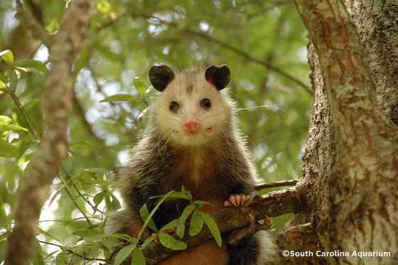 北美洲唯一的一种有袋动物  负鼠 会装死 会疾停