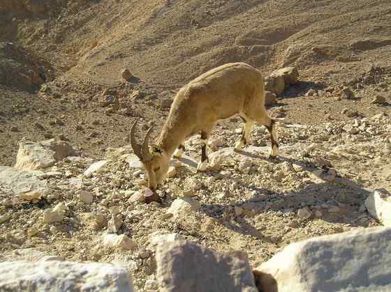 英俊的大角羊  云山羊