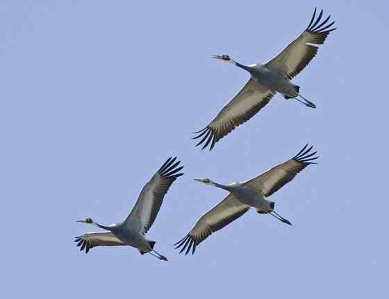 大型涉禽白枕鹤 White naped Crane