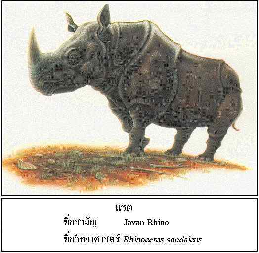 神秘的犀牛--小独角犀