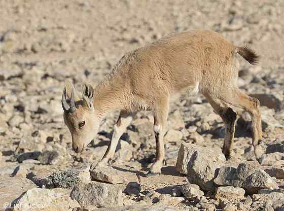 英俊的大角羊  云山羊