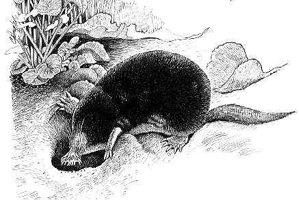 长相奇特的动物  星鼻鼹