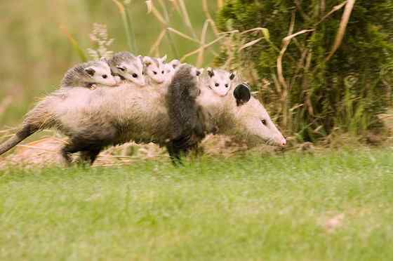 北美洲唯一的一种有袋动物  负鼠 会装死 会疾停