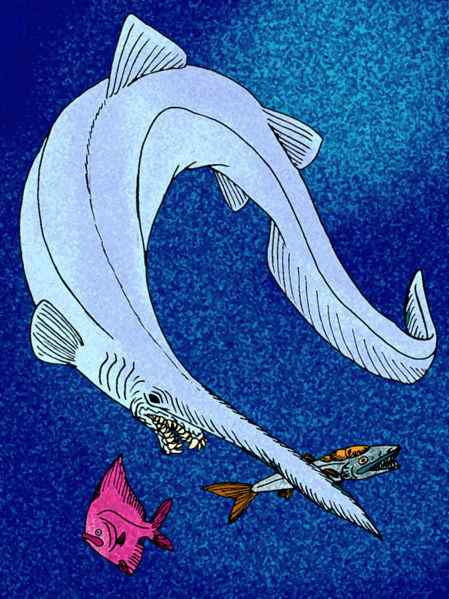 十分稀有的鲨鱼  剑吻鲨