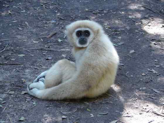 稀有的白掌长臂猿 Hylobates lar