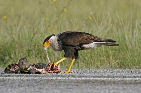 墨西哥的国鸟  凤头卡拉鹰 Polyborus plancus