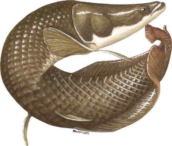 世界上最大的淡水鱼  亚马孙河里的巨骨舌鱼