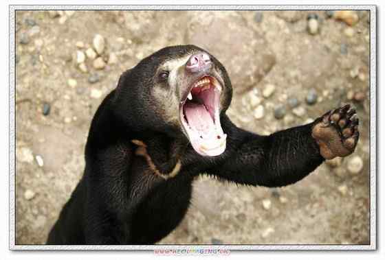 身材娇小的马来熊