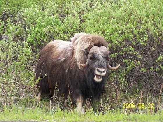 北极地区最大的食草动物  似牛实羊的麝牛