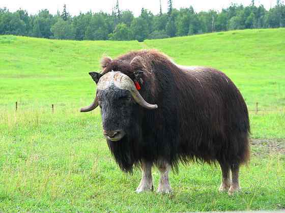 北极地区最大的食草动物  似牛实羊的麝牛