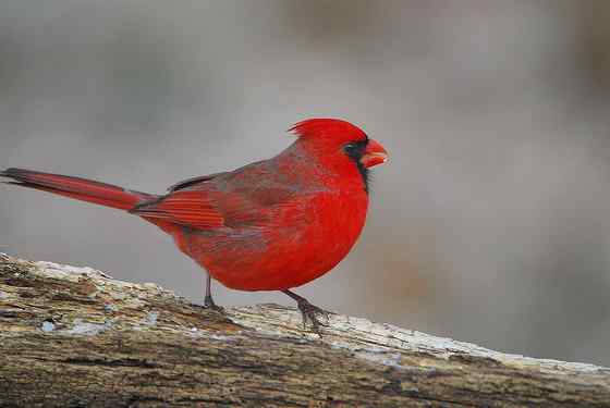 非常非常漂亮的鹀科鸟类  主红雀