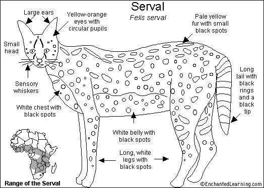 非洲最常见的猫科动物之一  薮猫