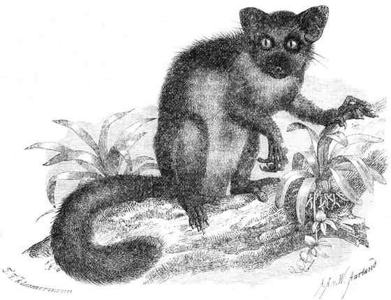 最奇特的灵长目动物  指猴（Daubentonia madagascariensis）