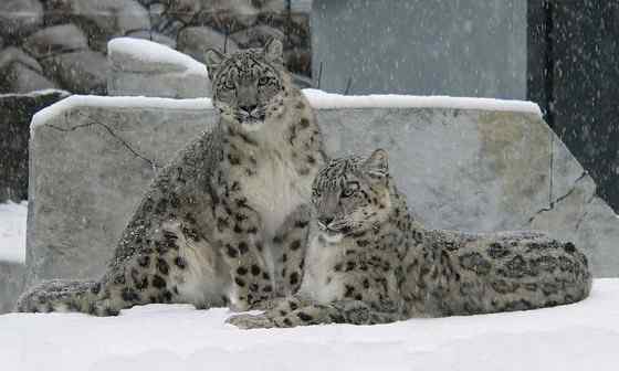 猫科动物——雪豹