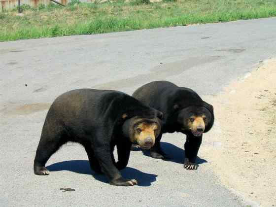 身材娇小的马来熊
