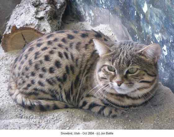 猫科动物家族中的小弟弟——黑足猫Felis nigripes