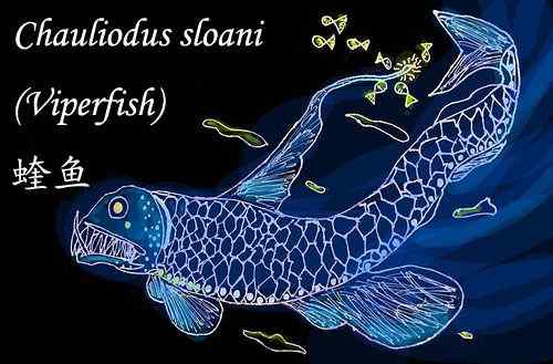 面目狰狞的深海鱼类——蝰鱼、凸齿鱼、毒蛇鱼