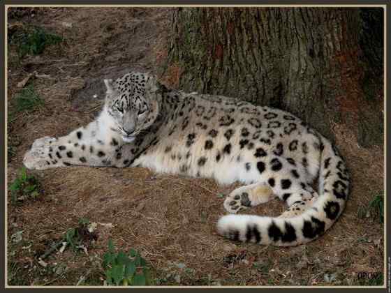 猫科动物——雪豹