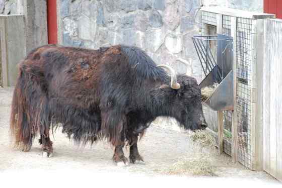 青藏高原地区独有的动物 野牦牛