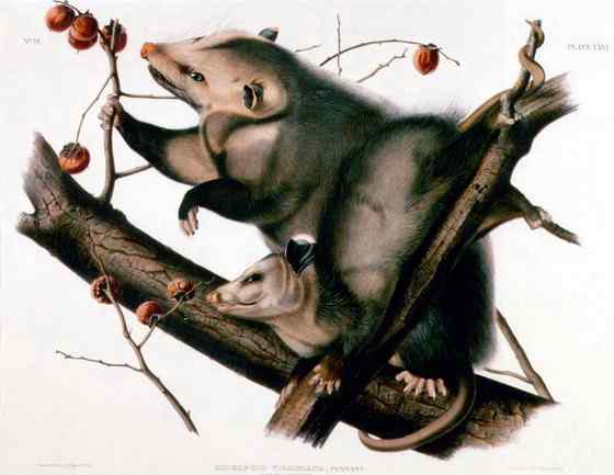 北美洲唯一的一种有袋动物  负鼠 会装死 会疾停