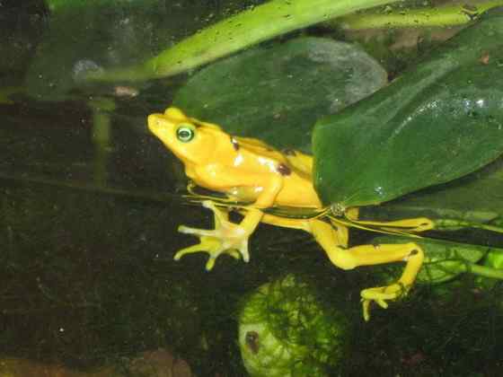 巴拿马金蛙 黄金箭毒蛙（Golden Arrow Poison Frog）