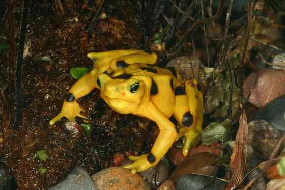 巴拿马金蛙 黄金箭毒蛙（Golden Arrow Poison Frog）