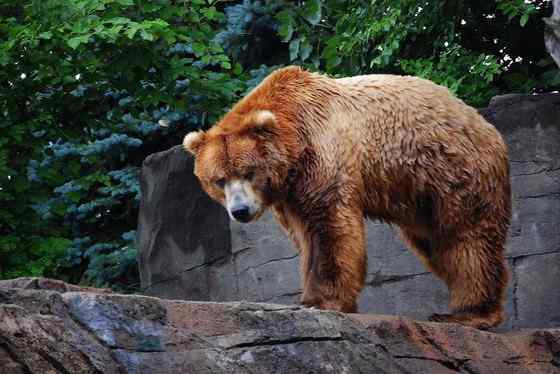 世界上体型最大的陆生猛兽  科迪亚克棕熊