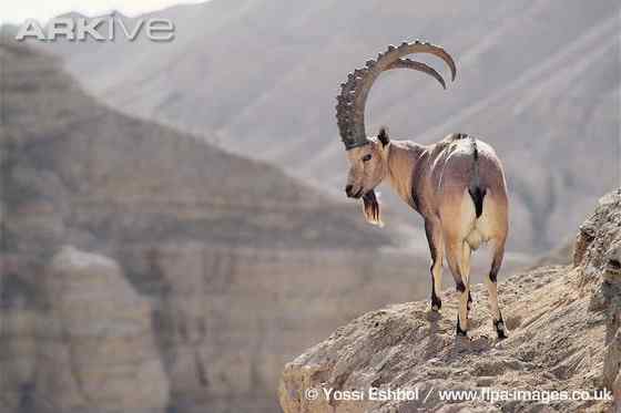 英俊的大角羊  云山羊