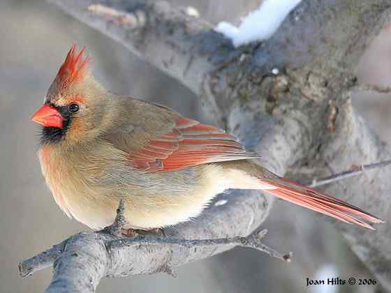 非常非常漂亮的鹀科鸟类  主红雀