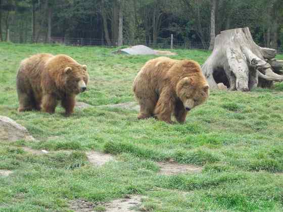 世界上体型最大的陆生猛兽  科迪亚克棕熊