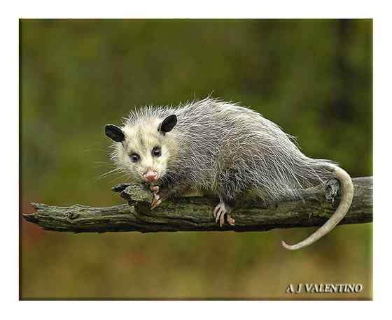 北美洲唯一的一种有袋动物  负鼠 会装死 会疾停