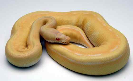 小型蛇  血蟒、侏蟒（Short python）