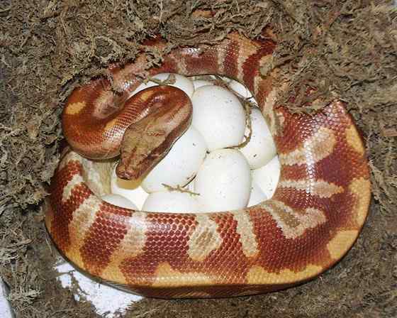 小型蛇  血蟒、侏蟒（Short python）