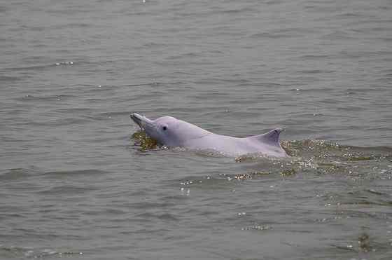 香港回归的吉祥物  中华白海豚