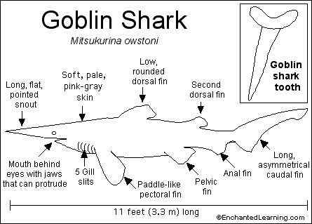 十分稀有的鲨鱼  剑吻鲨