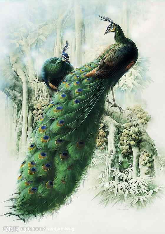 体型最大的雉类  绿孔雀、爪哇孔雀、缅甸孔雀