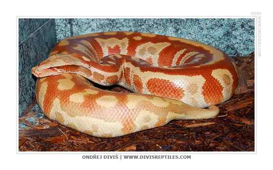 小型蛇  血蟒、侏蟒（Short python）